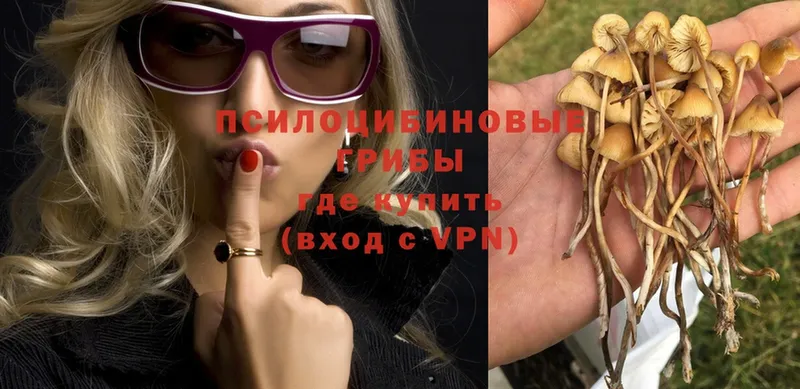 Галлюциногенные грибы Psilocybe  Одинцово 